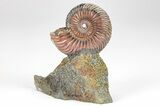 Iridescent, Pyritized Ammonite (Quenstedticeras) Fossil Display #209428-1